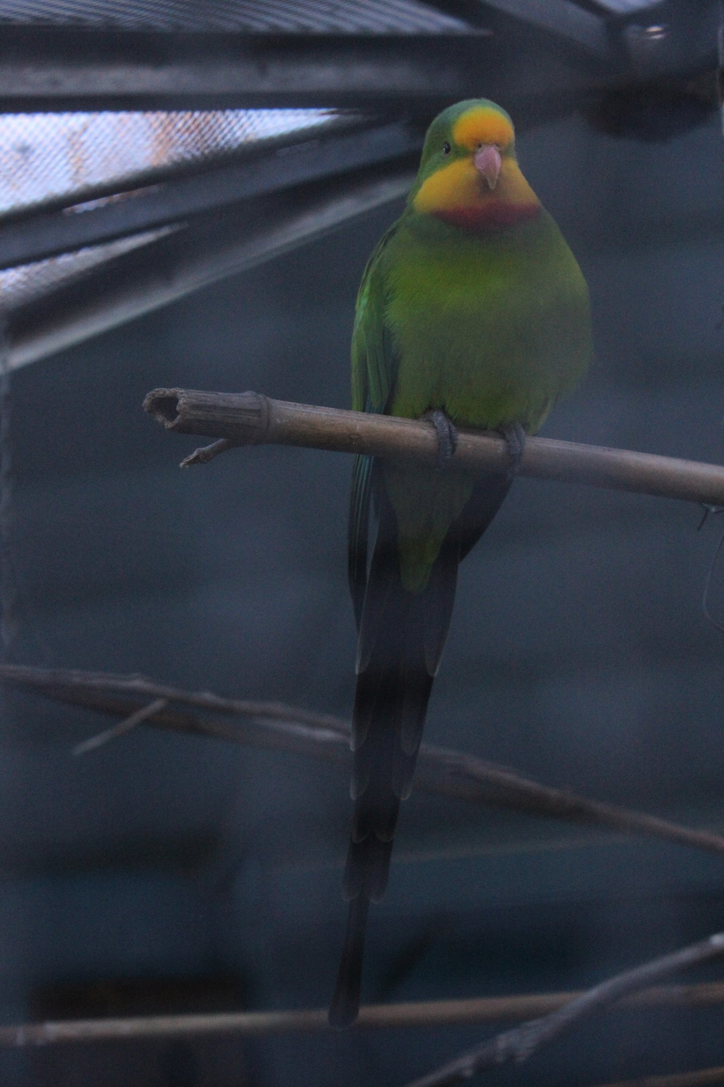 Barraband male, Riddiford Garden Aviary