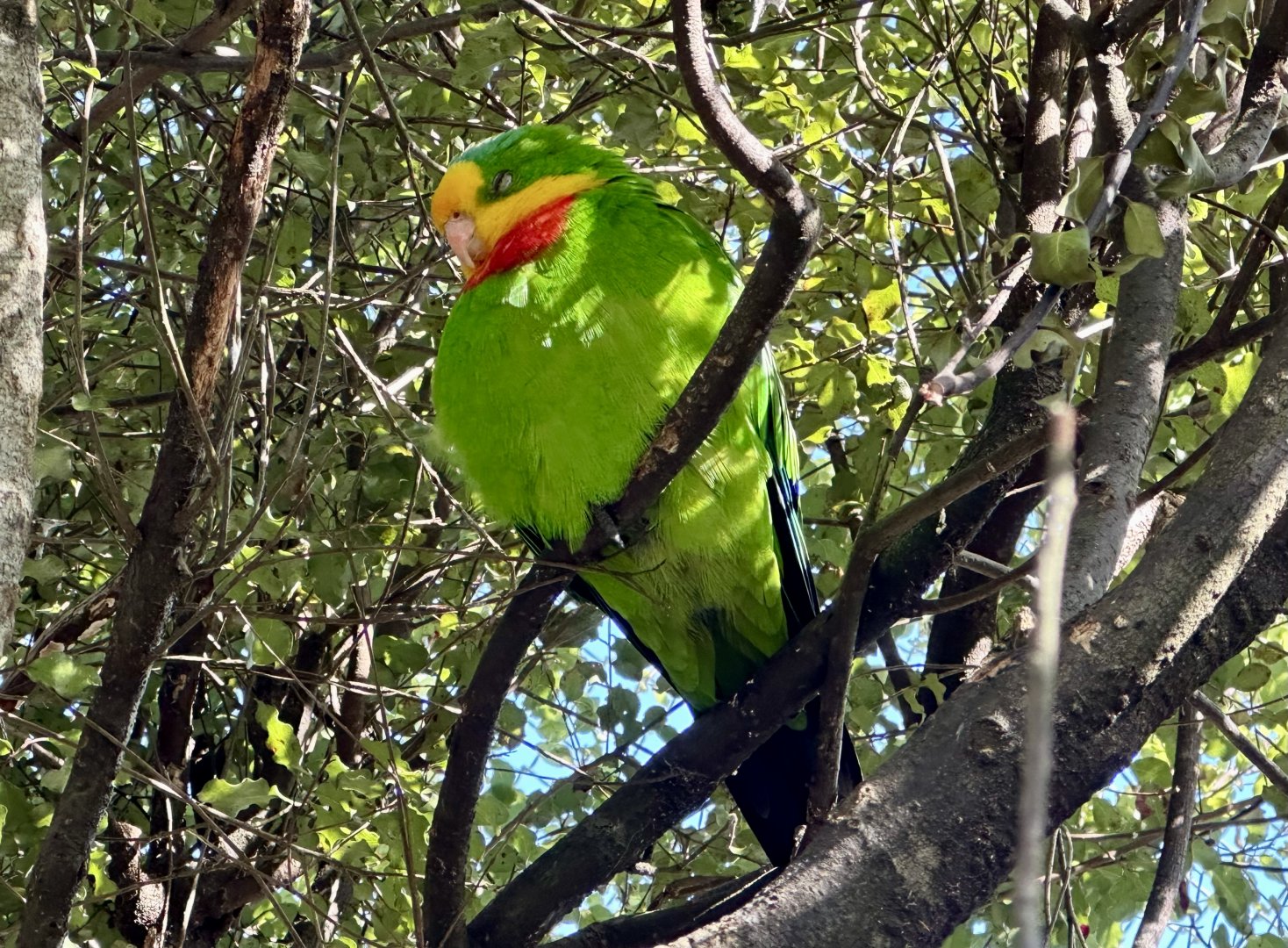 Barraband parrot (Polytelis swainsonii)