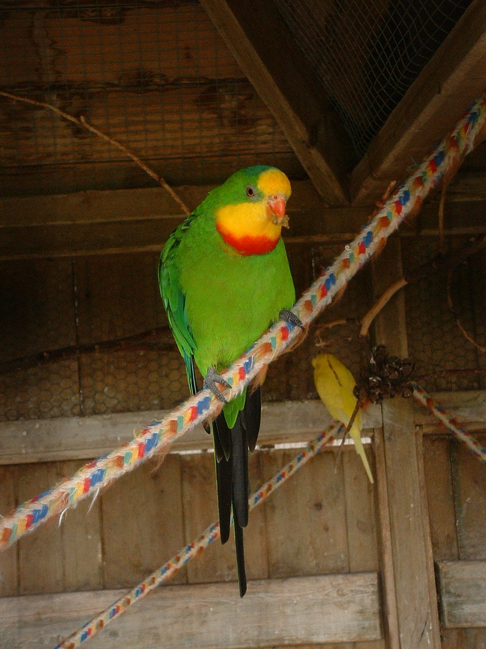 Barraband Parrot