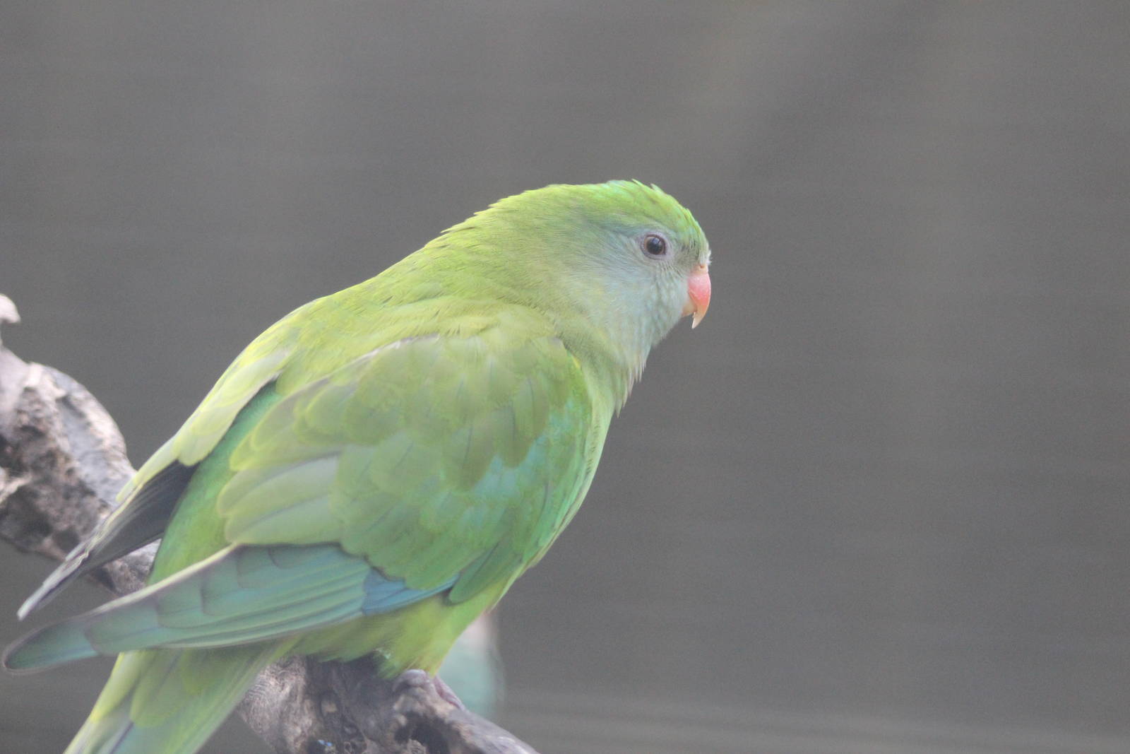 Barraband, Riddiford Garden aviary