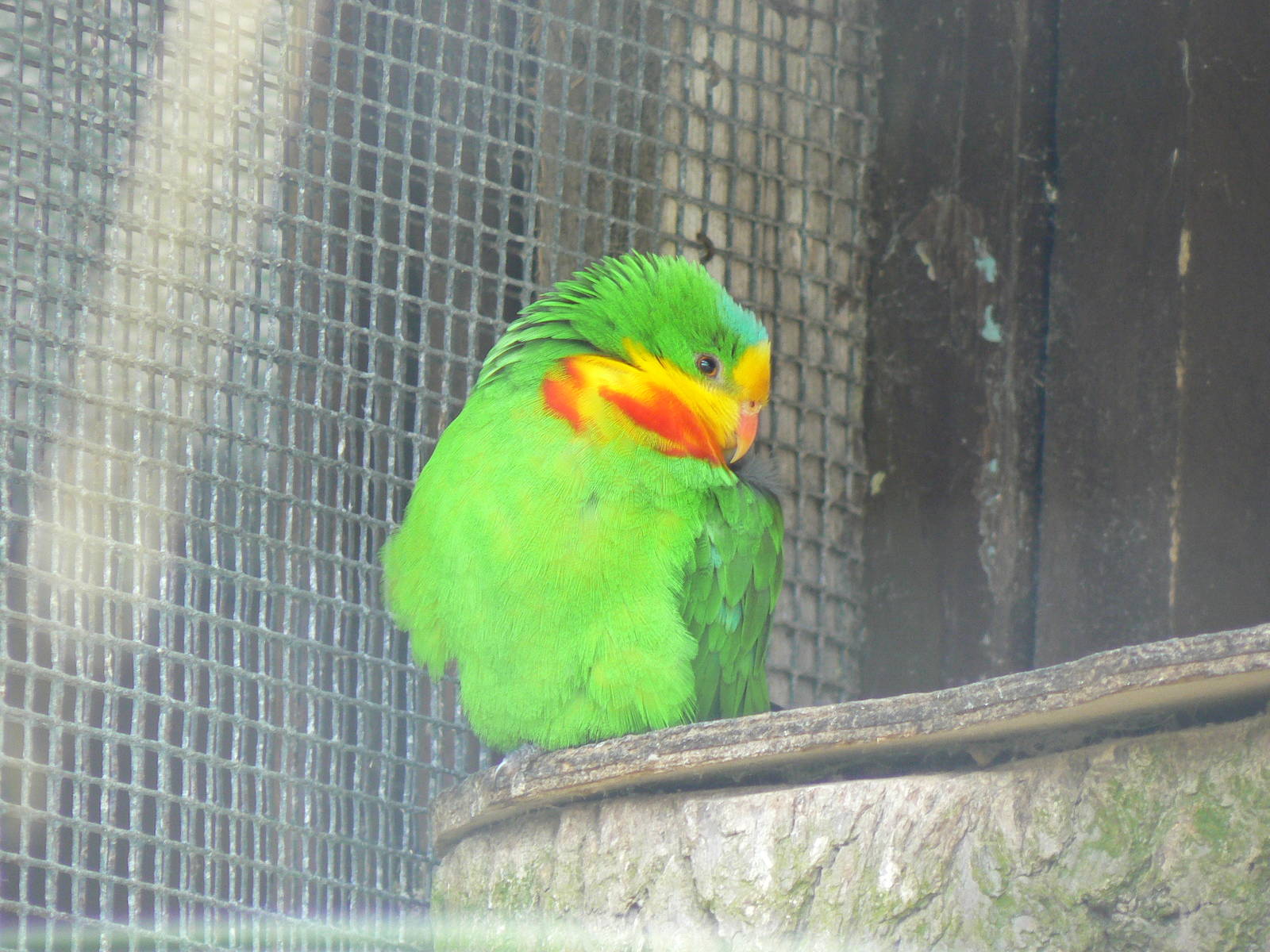 Barraband's Parakeet