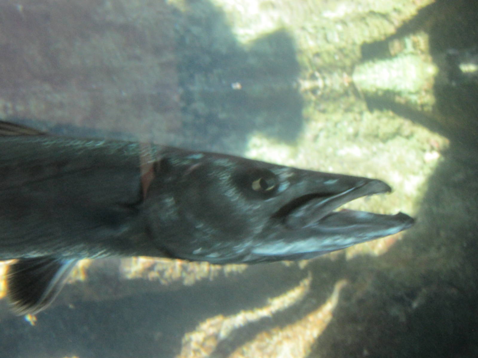 barracuda acuario nacional