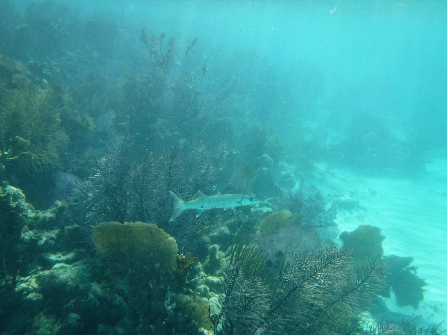 Barracuda and reef