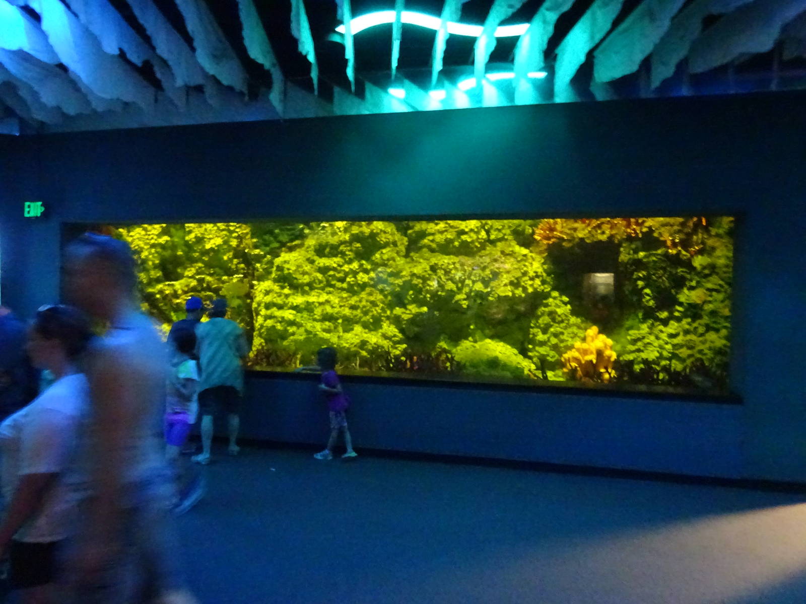 Barracuda Exhibit at SeaWorld Orlando
