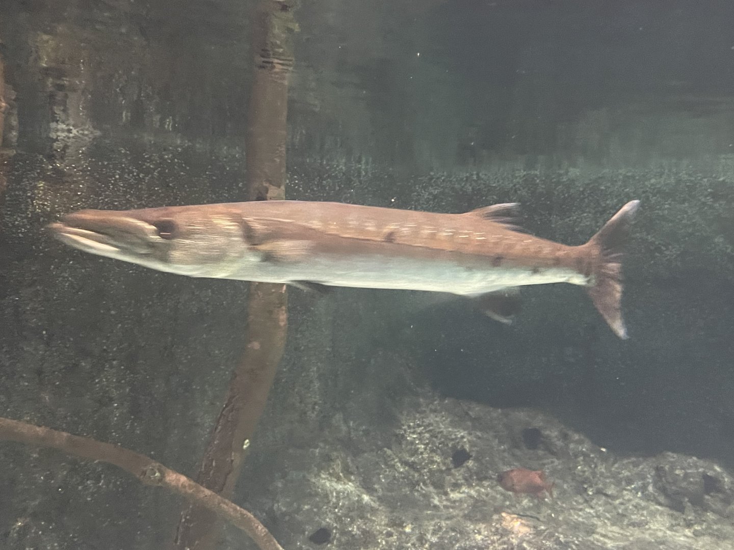 Barracuda ID?