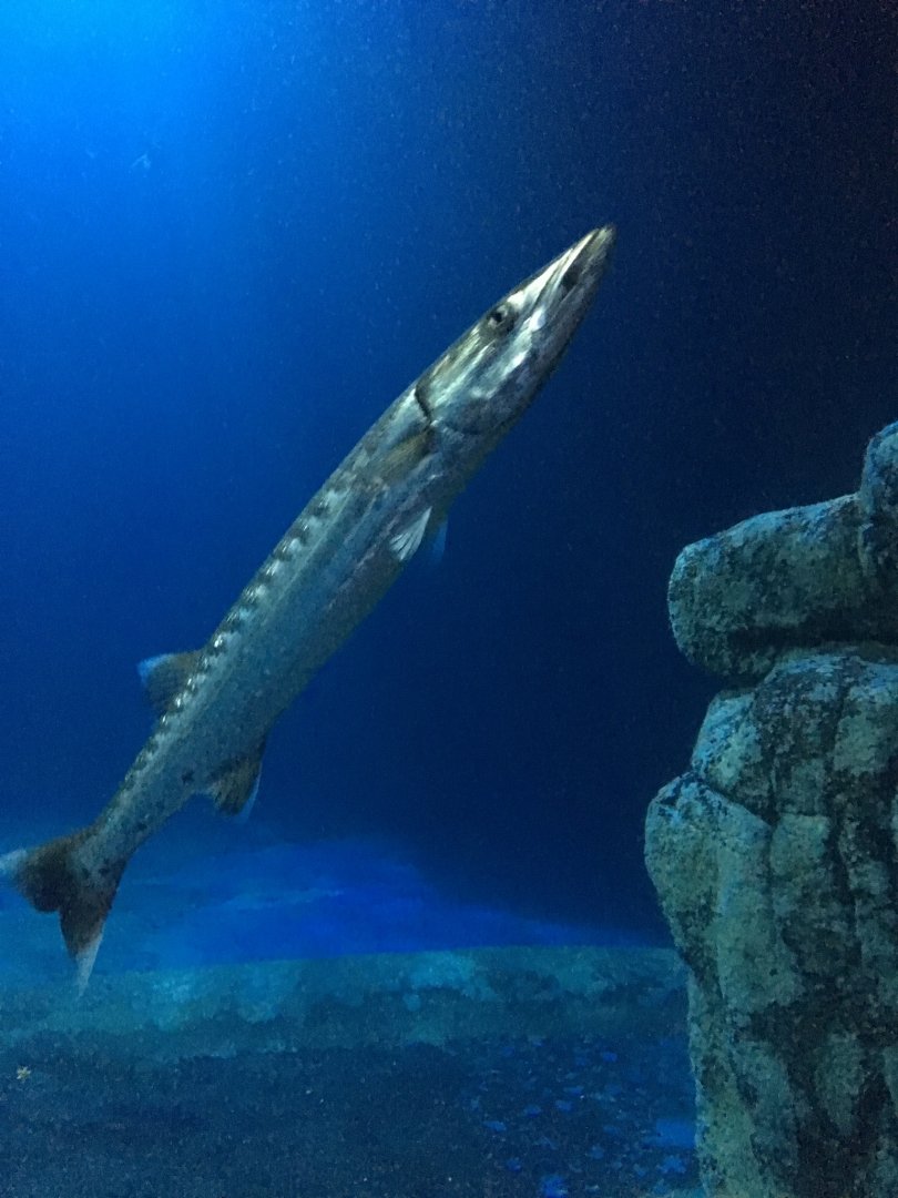 Barracuda