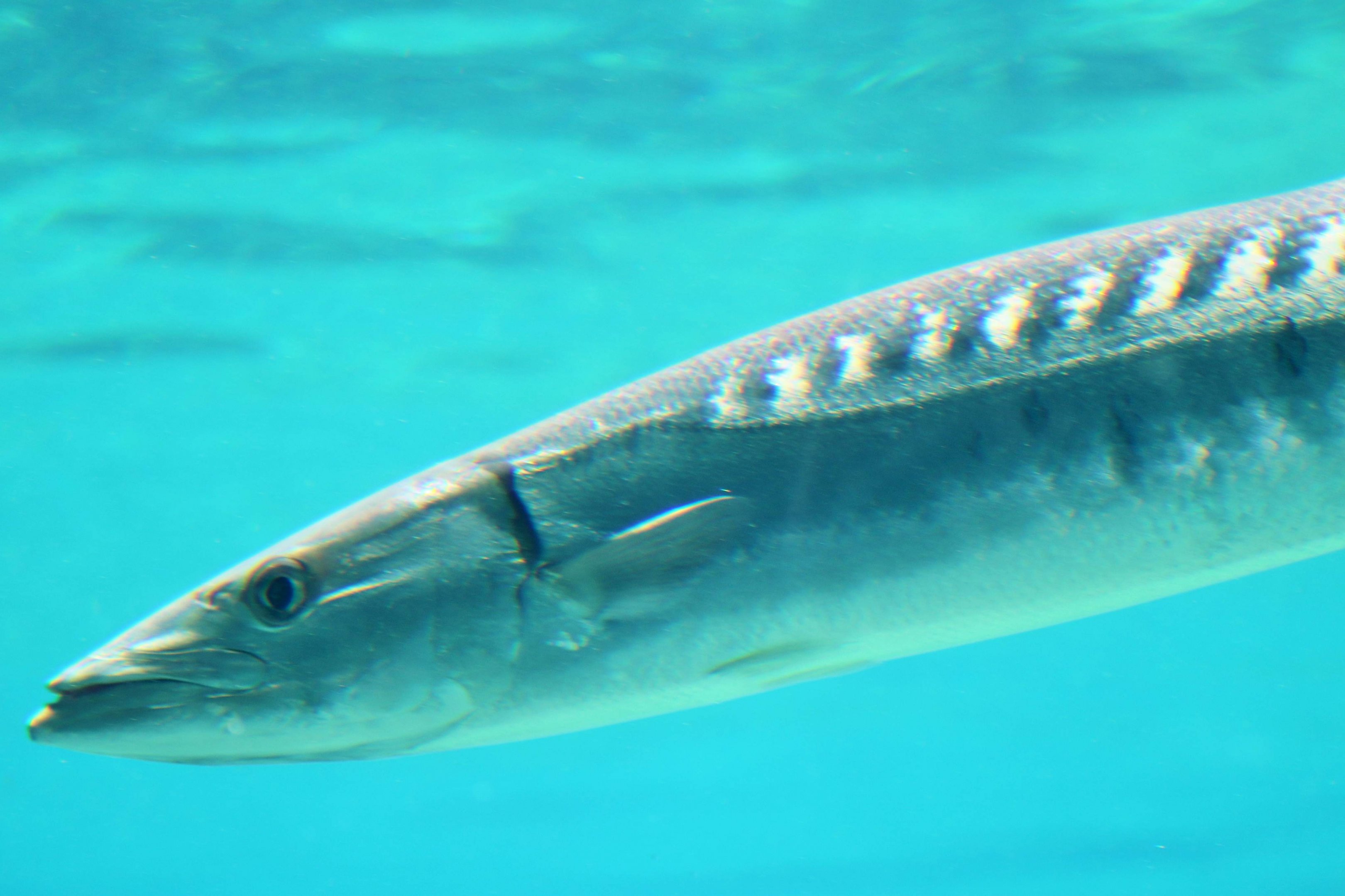 Barracuda