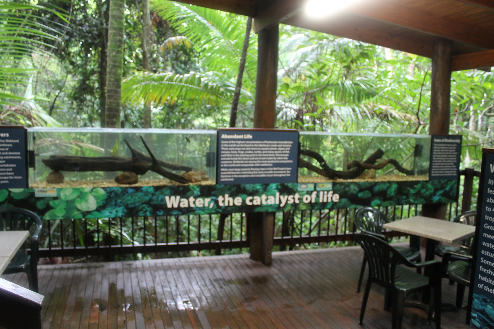 Barramundi and Eastern Rainbowfish/Empire Carp Gudgeon tanks