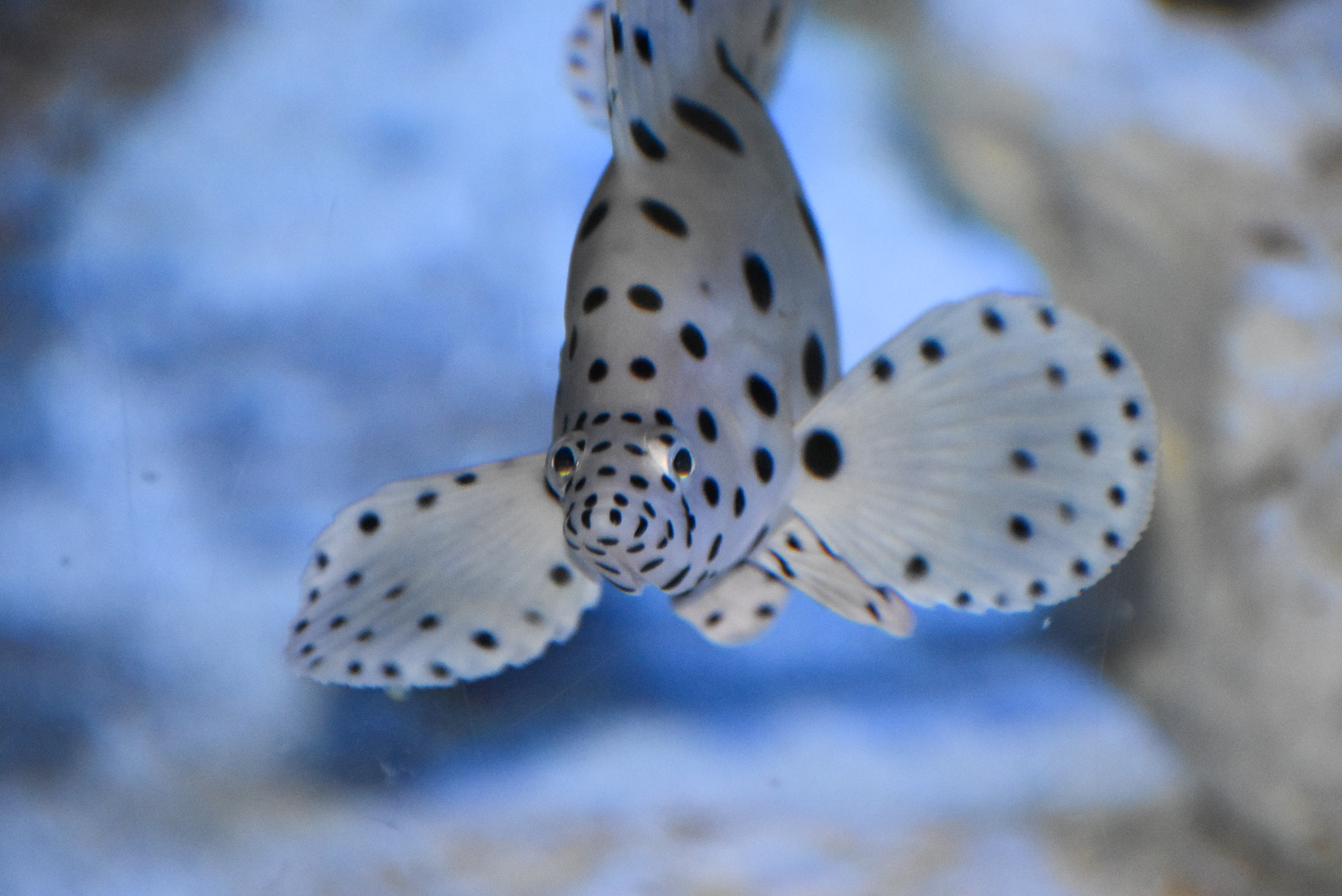 Barramundi Cod / Humpback Grouper
