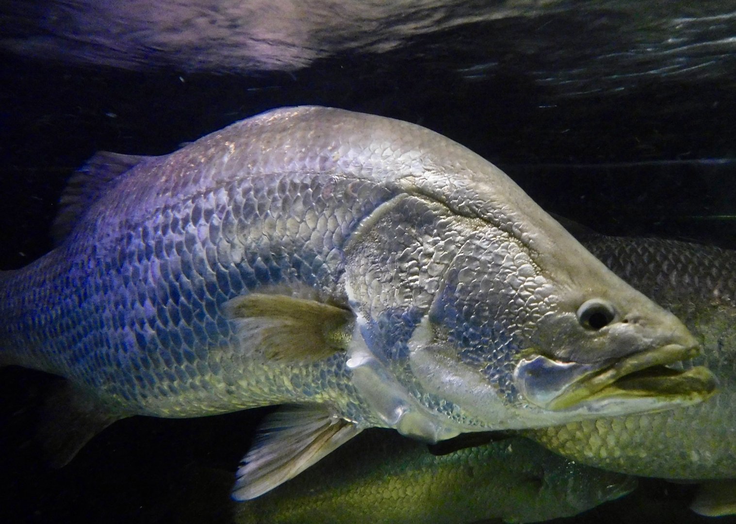 Barramundi (Lates calcarifer) - Kawasui Kawasaki Aquarium November 19, 2025
