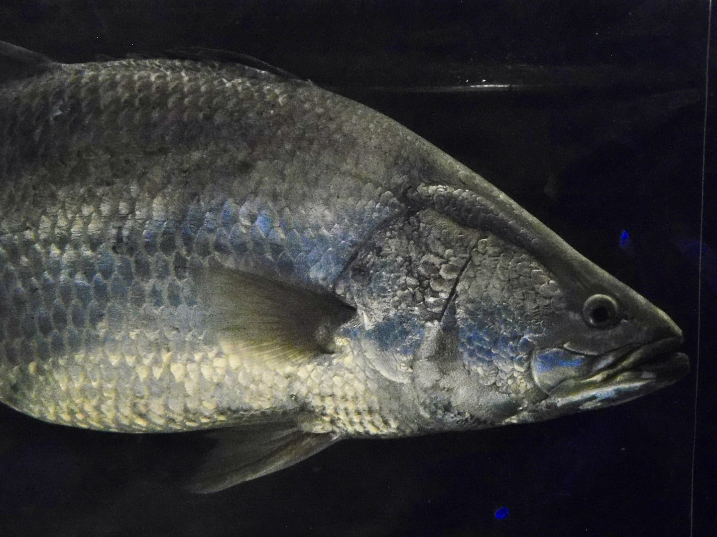 Barramundi (Lates calcarifer) Kawasui Kawasaki Aquarium September 18, 2025
