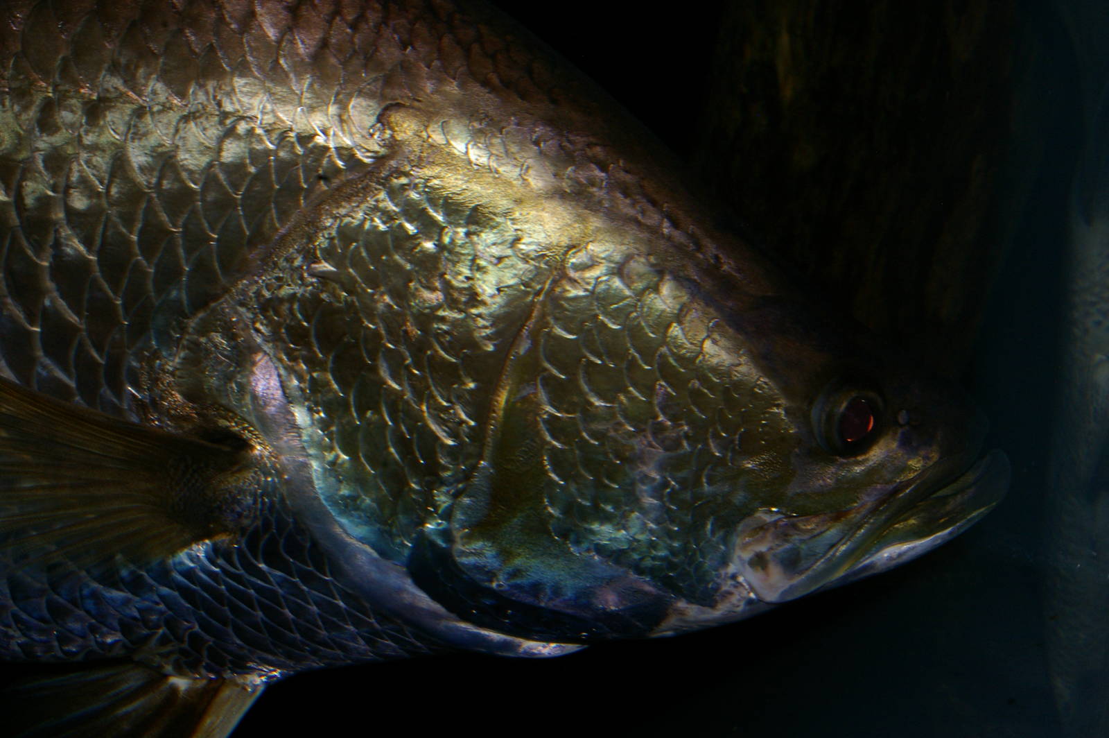 Barramundi (Lates calcarifer)
