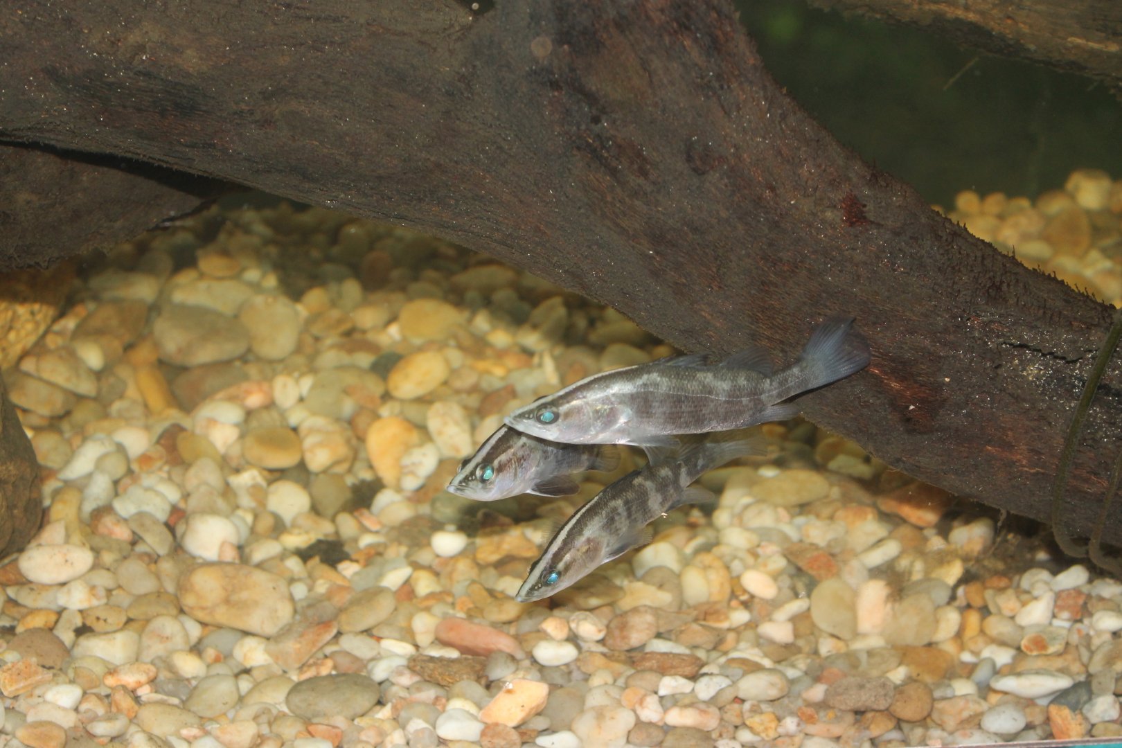 Barramundi (Lates calcarifer)