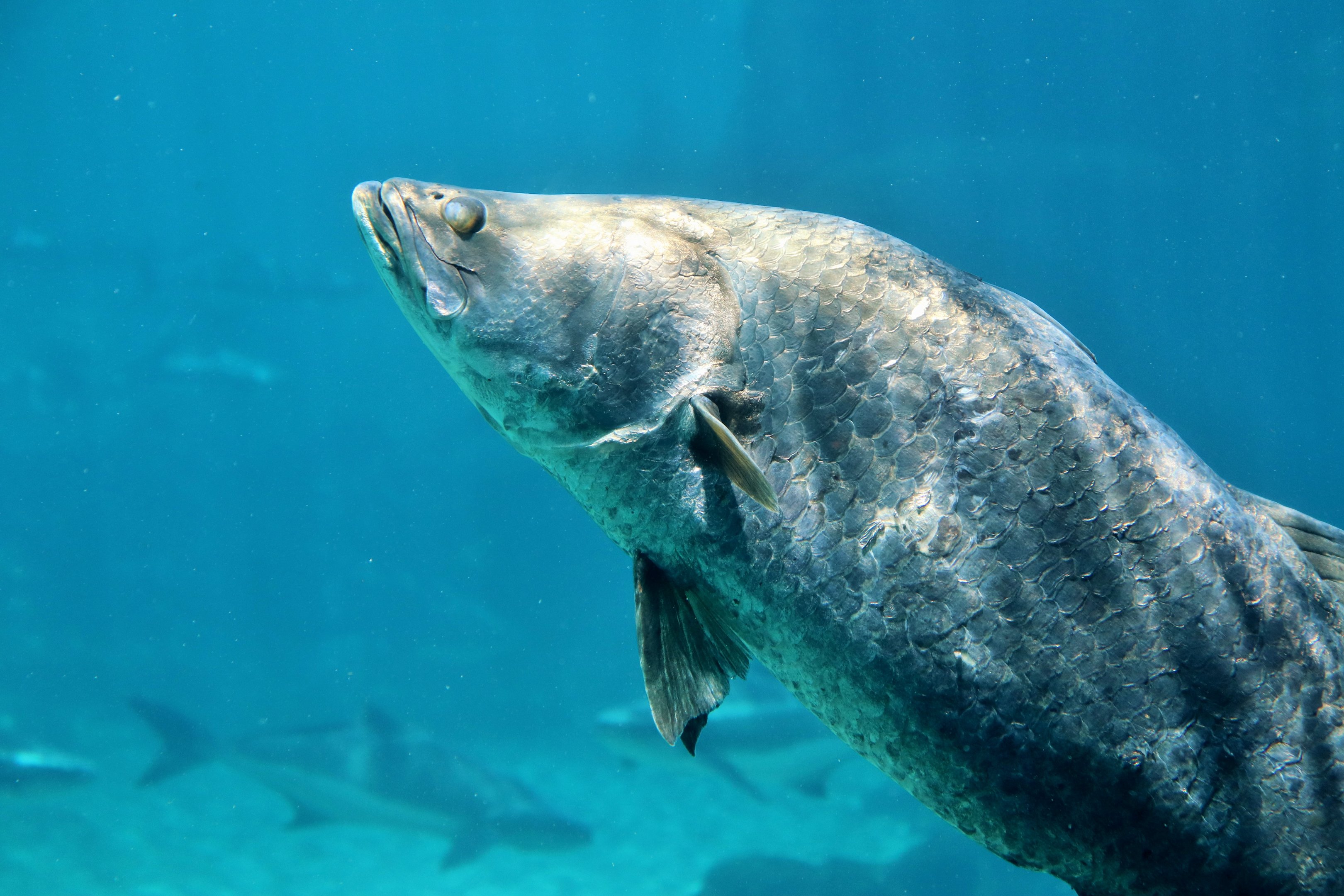 Barramundi (Lates calcarifer)