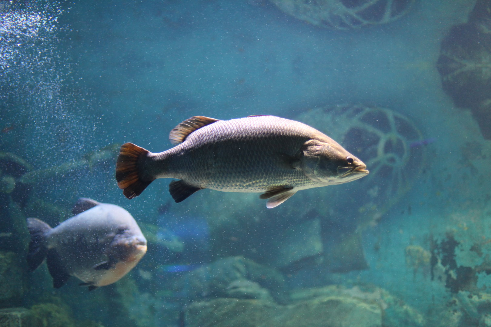 Barramundi (Lates calcarifer)