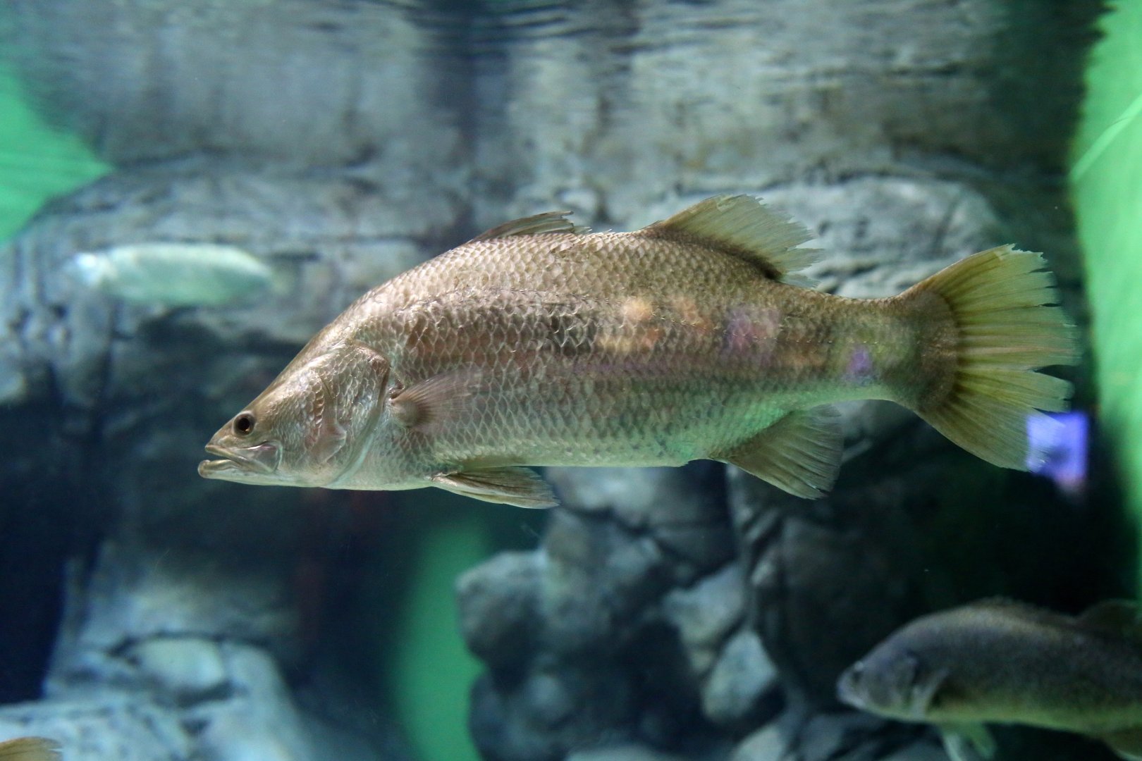 Barramundi (Lates calcarifer)