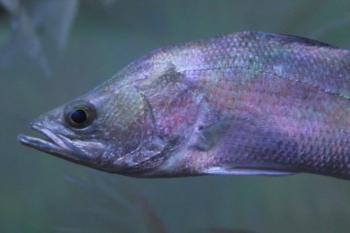 Barramundi (Lates calcarifer)