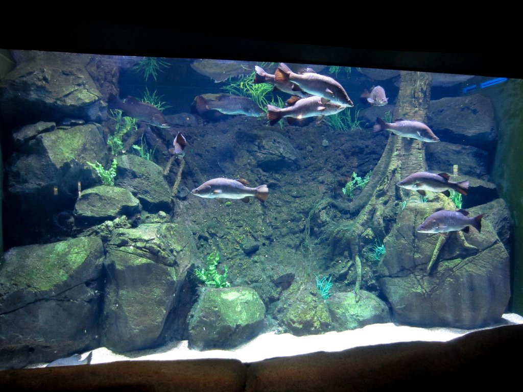 Barramundi Tank