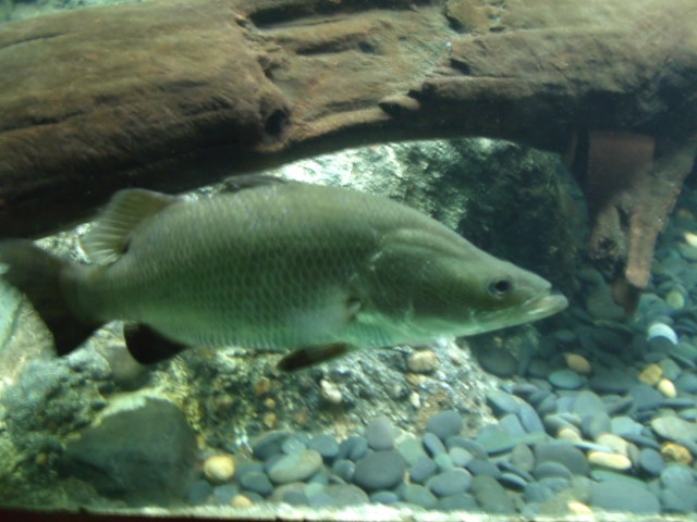 Barramundi