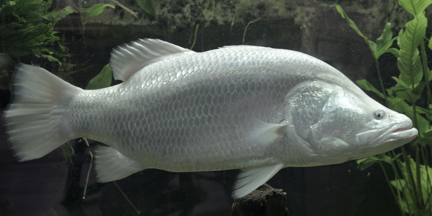 Barramundi