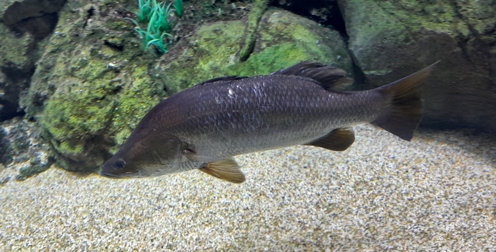 Barramundi