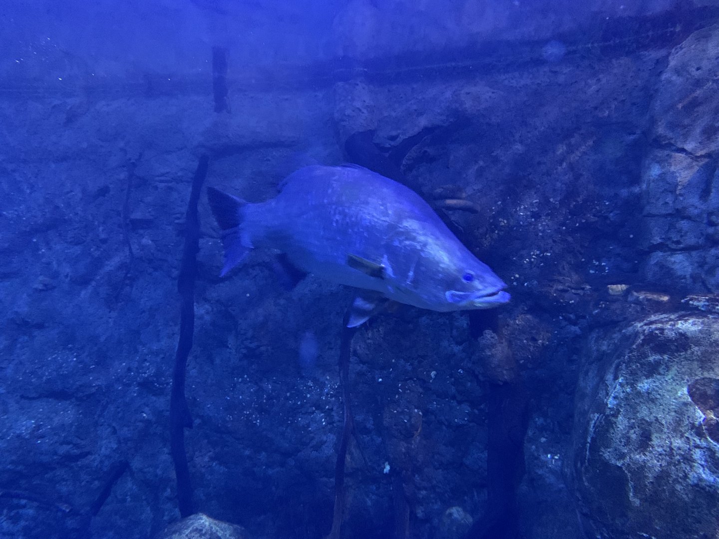 Barramundi