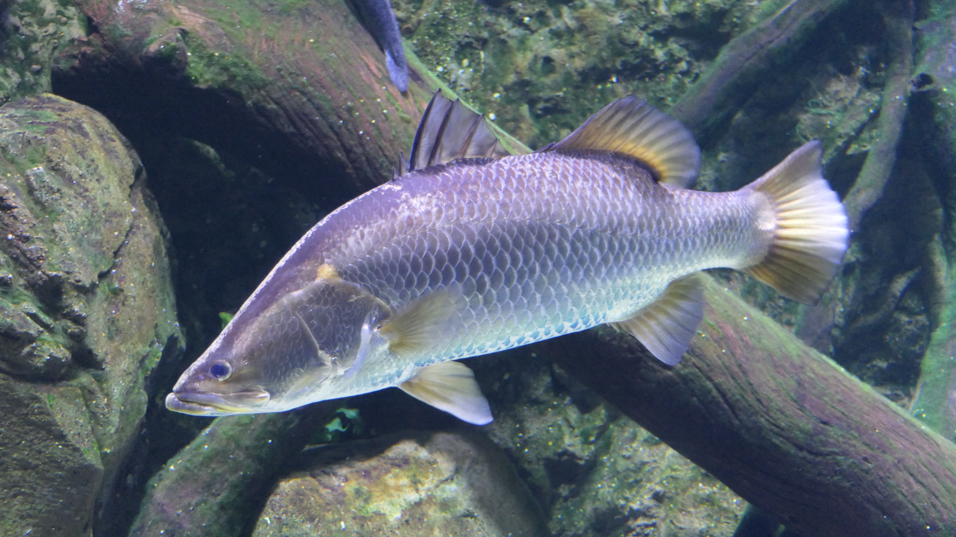 Barramundi