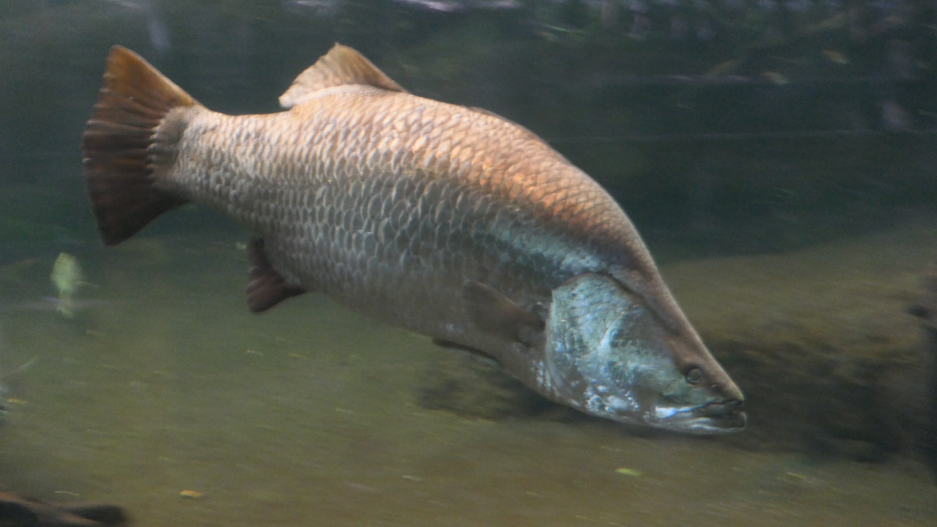 Barramundi
