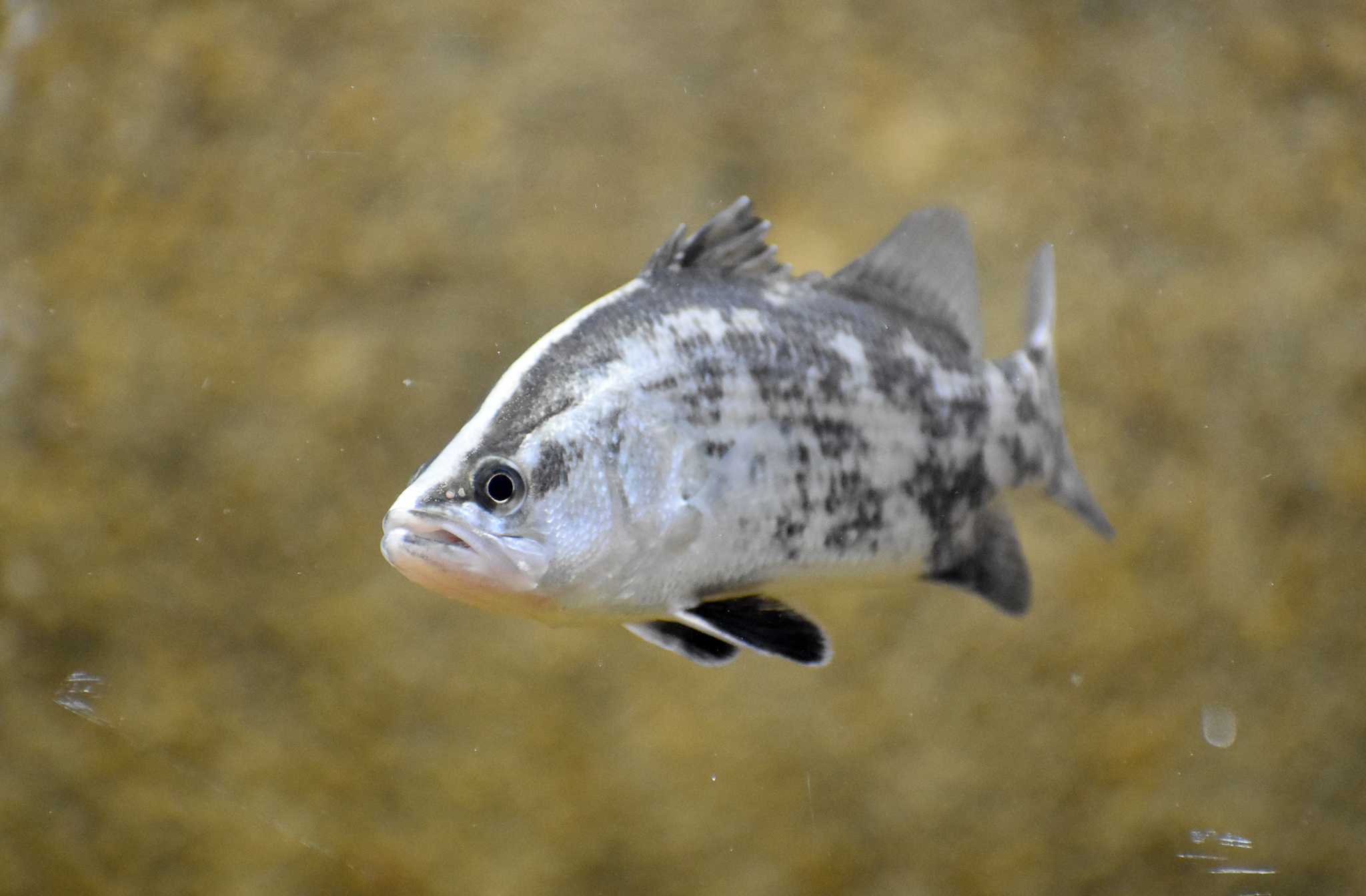 Barramundi