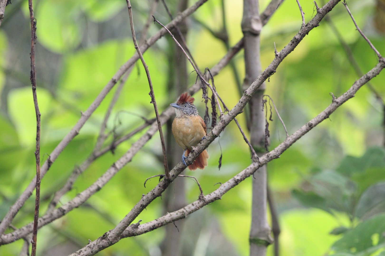 Barred Antshrike (Female)
