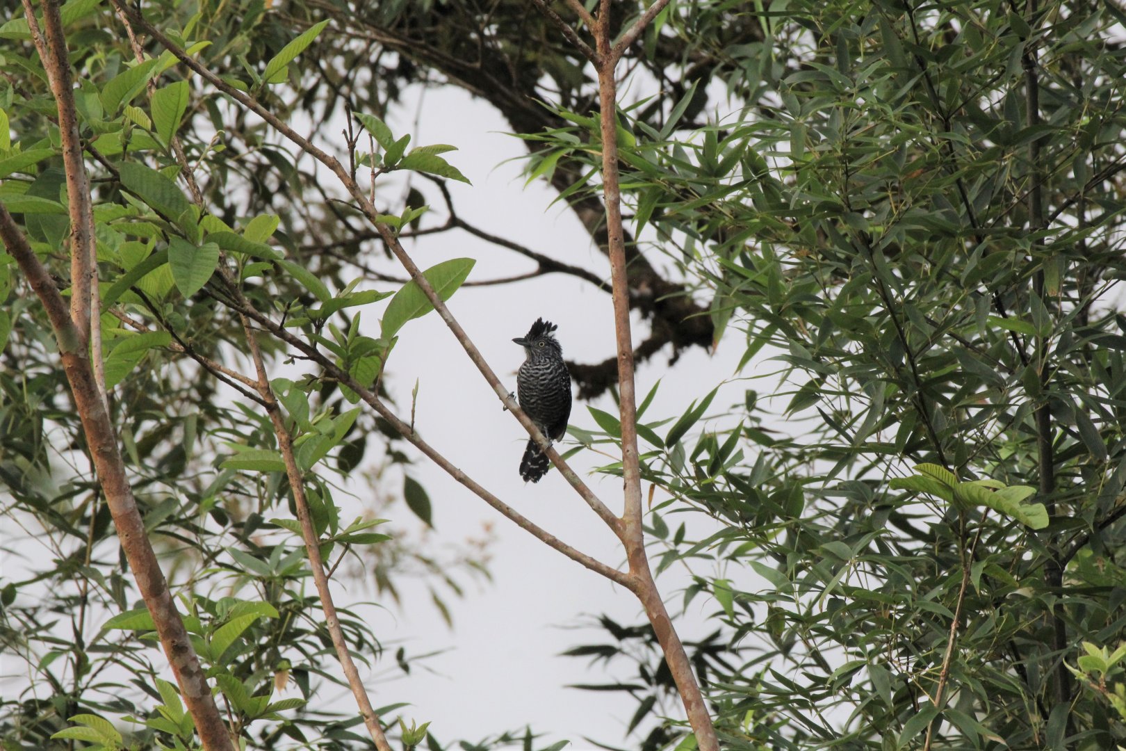 Barred Antshrike (Male)