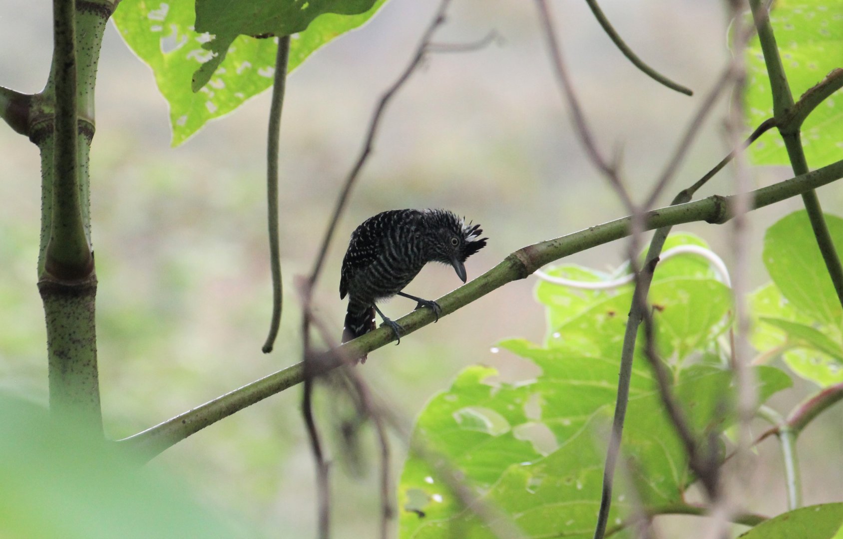 Barred Antshrike (Male)