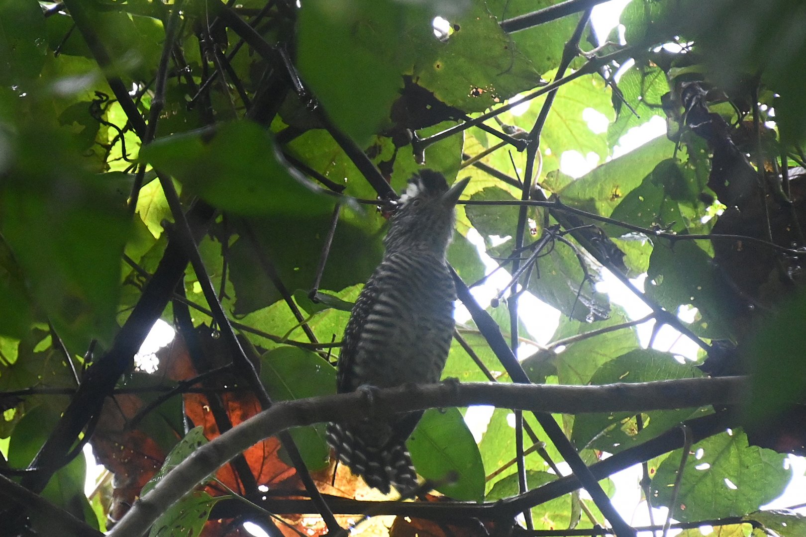 Barred antshrike (Thamnophilus doliatus)