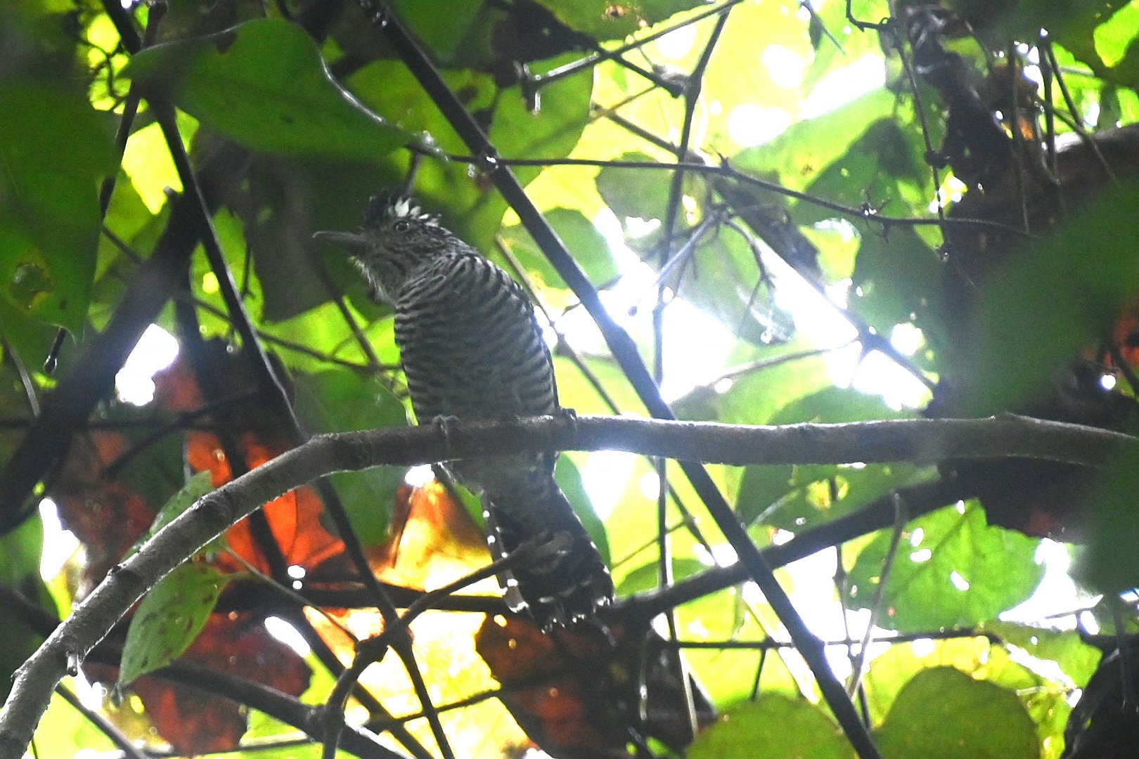 Barred antshrike (Thamnophilus doliatus)