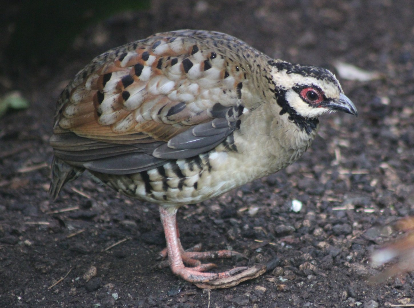 Barred-backed patridge
