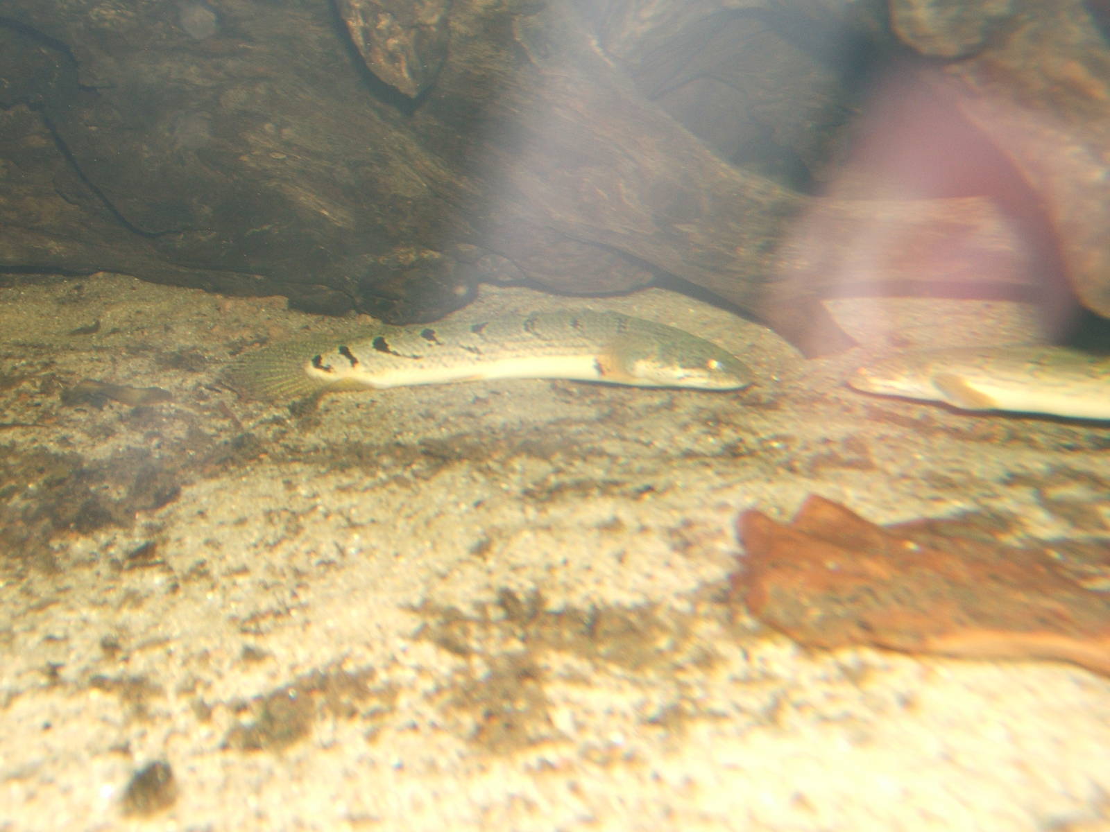 Barred Bichir (Polyptera delhezi)