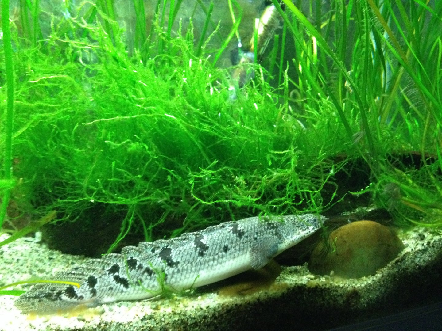 Barred Bichir (Polypterus delhezi)