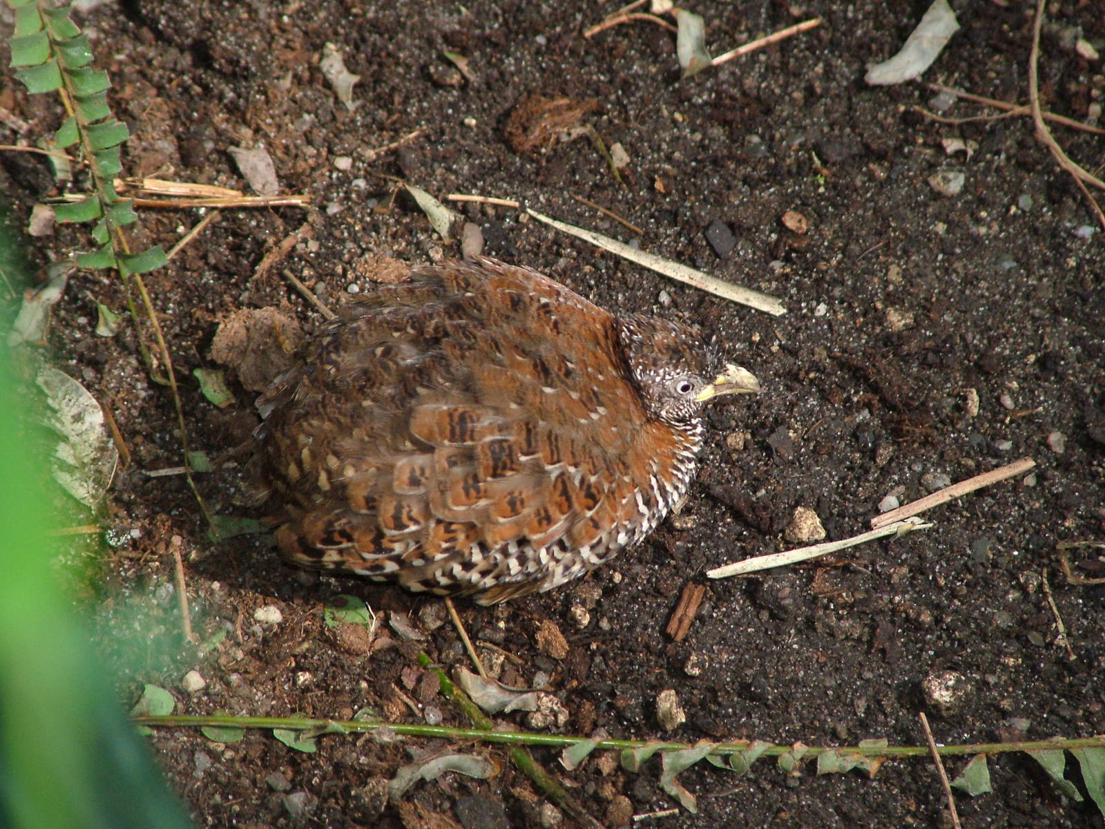 Barred Button-Quail at Prague, 24/05/10