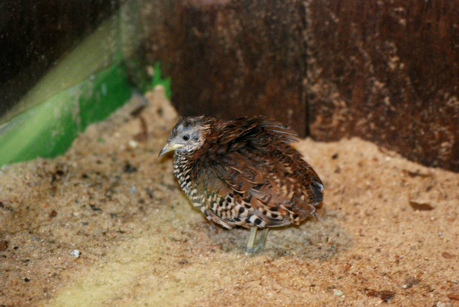 Barred Button-Quail at Walsrode, 22/03/13