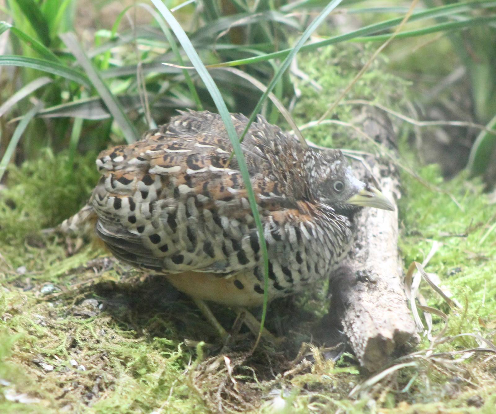 Barred button quail