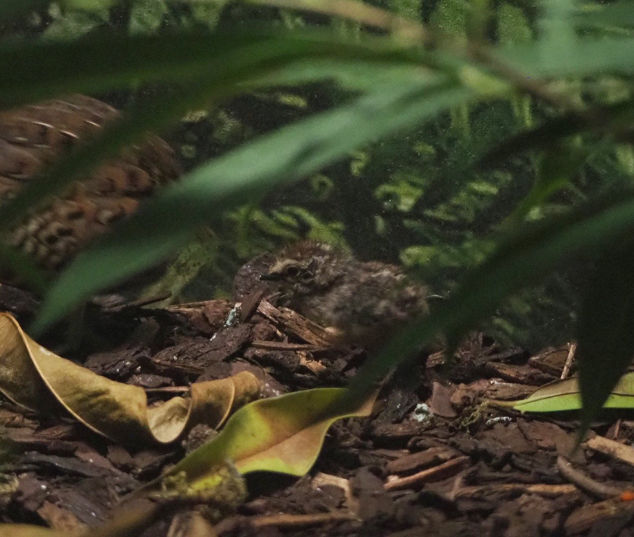 Barred buttonquail chick (Turnix suscitator)2022-05-26