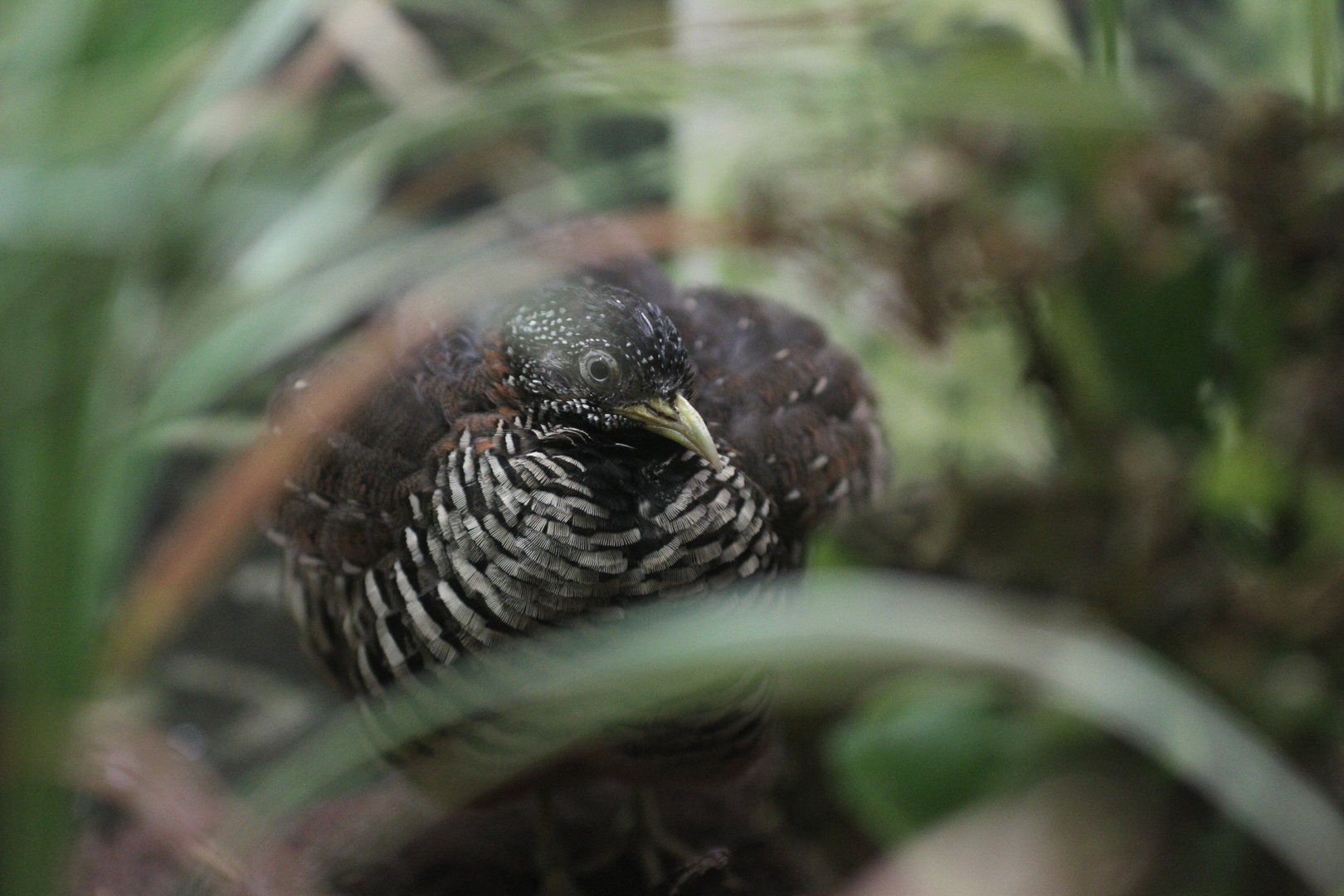 Barred buttonquail (Common bustard quail)