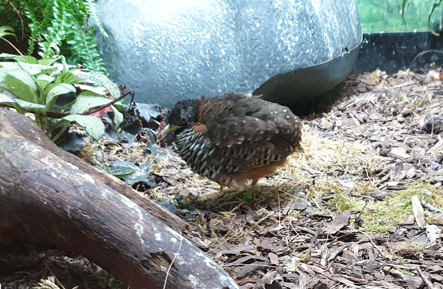 Barred buttonquail - female