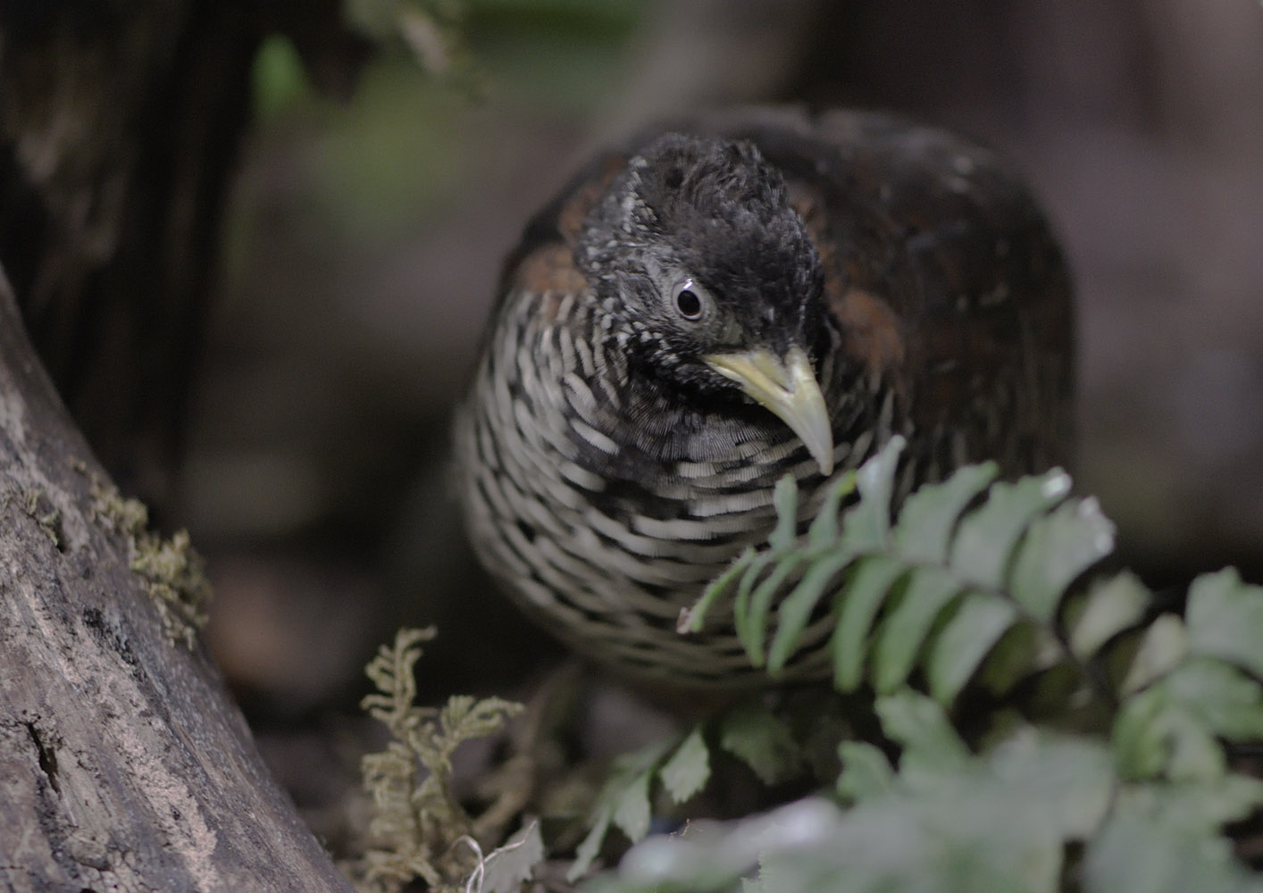 Barred buttonquail, female