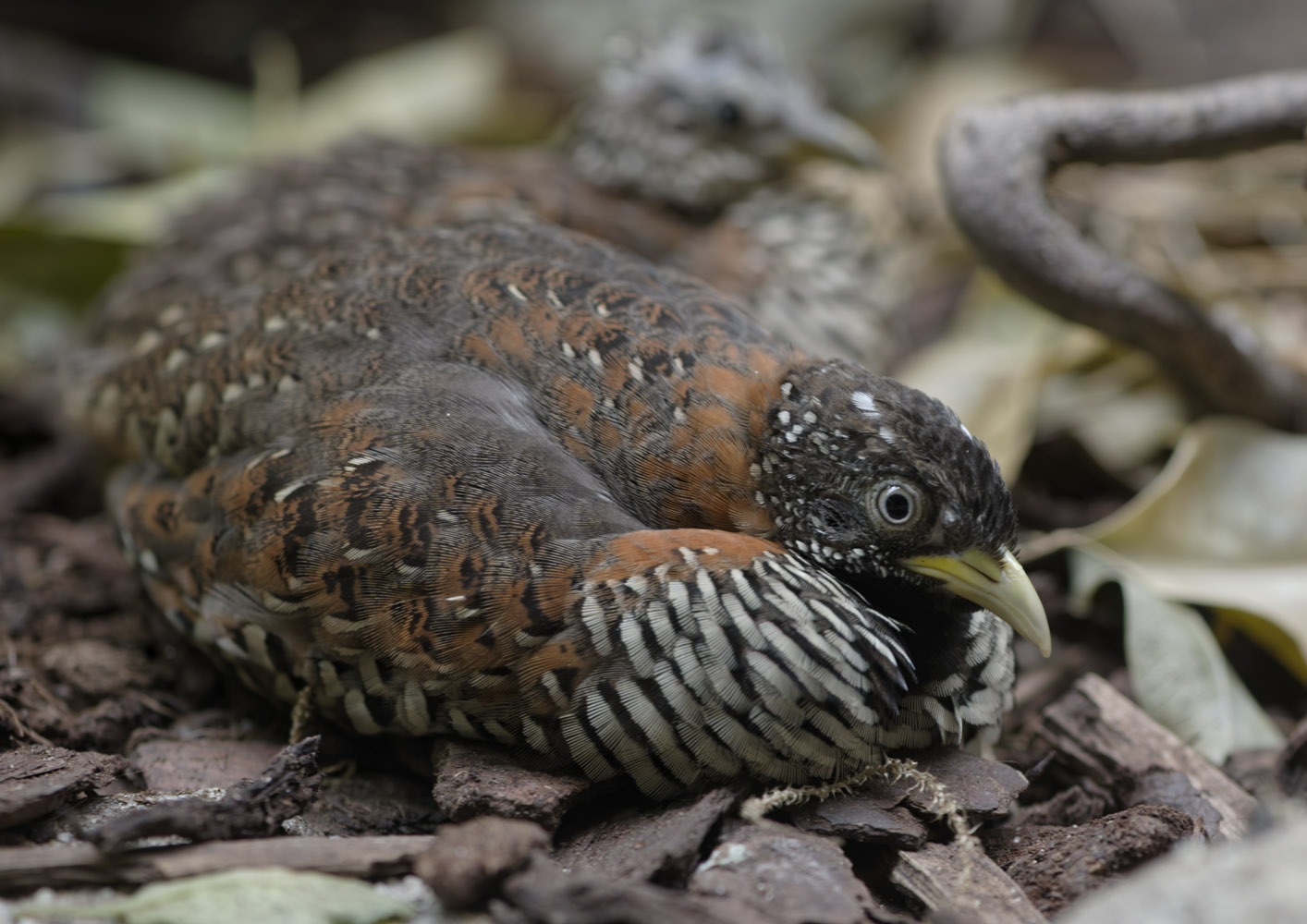 Barred buttonquail, female