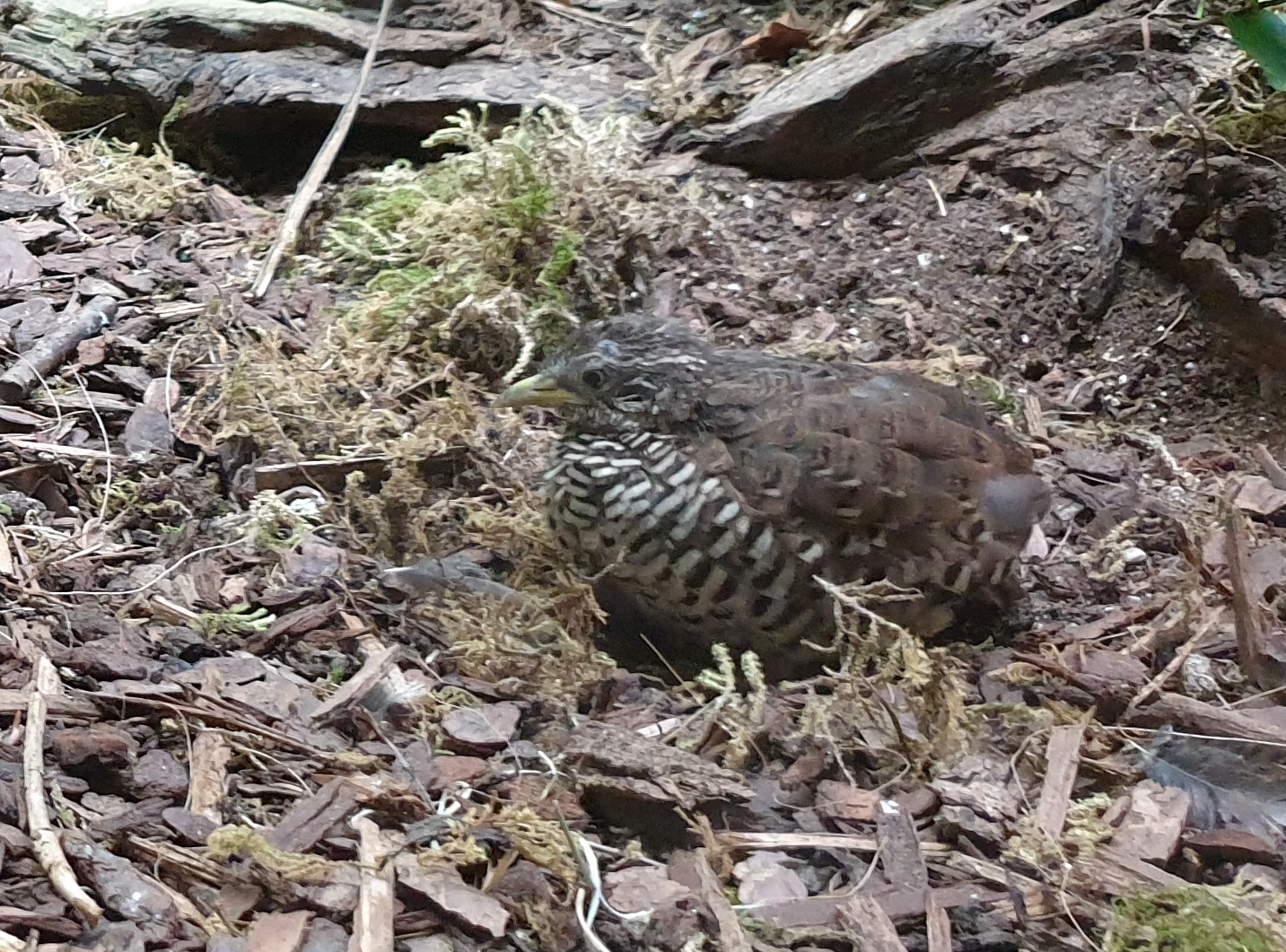 Barred buttonquail - male