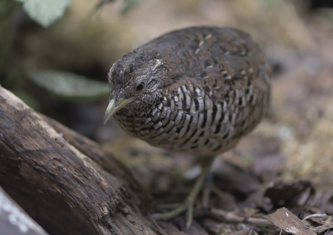 Barred buttonquail, male
