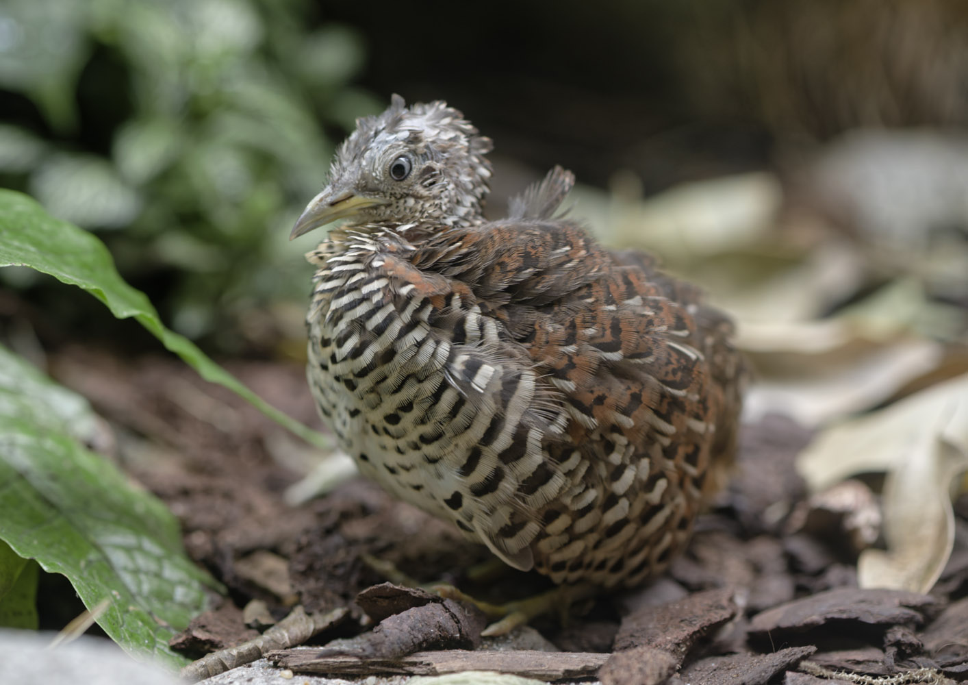 Barred buttonquail, male