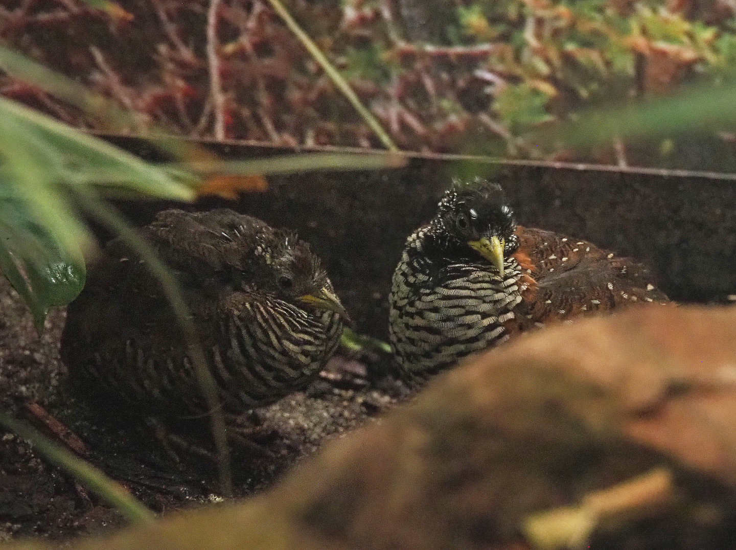 Barred buttonquail pair (Turnix suscitator), 2022-03-16