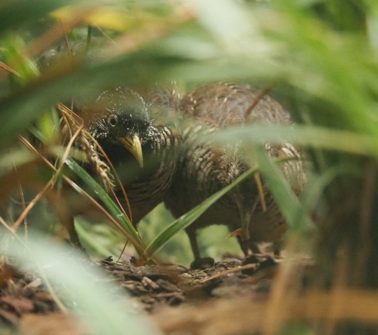 Barred buttonquail pair (Turnix suscitator)2022-05-26